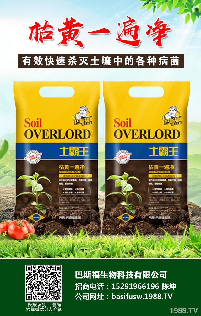 茄子立枯病如何巧防治？茄子立枯病防治技巧