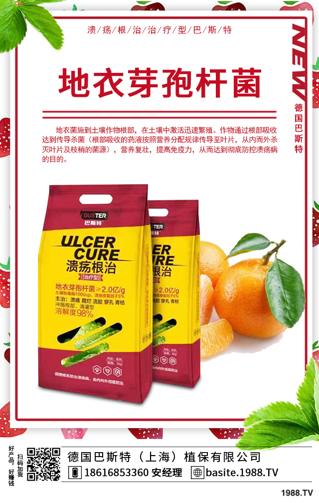 富貴竹葉尖枯怎么辦?富貴竹葉尖枯病因及防治