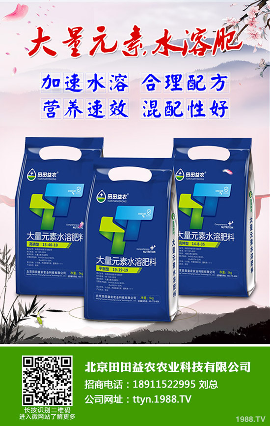 向日葵怎么種，向日葵高產(chǎn)管理技術(shù)有哪些？