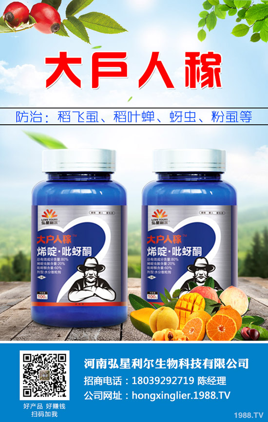 洋蔥種植后要怎么管理？洋蔥種植管理技術(shù)要點(diǎn)！