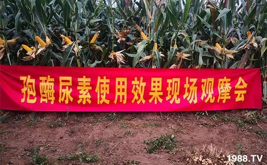 速看!小麥畝產(chǎn)1471斤,雙酶尿素全新升級,“高產(chǎn)王”當之無愧!