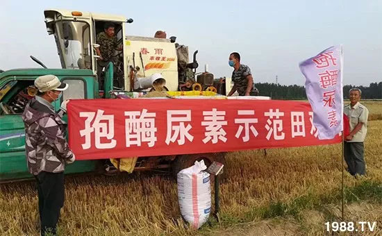 速看!小麥畝產(chǎn)1471斤,雙酶尿素全新升級,“高產(chǎn)王”當之無愧!