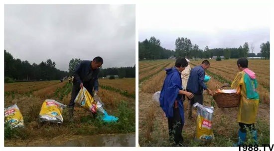 速看!小麥畝產(chǎn)1471斤,雙酶尿素全新升級,“高產(chǎn)王”當之無愧!