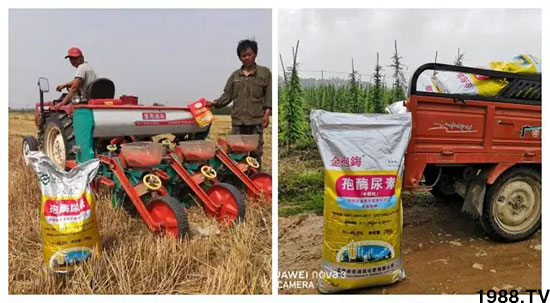 速看!小麥畝產(chǎn)1471斤,雙酶尿素全新升級,“高產(chǎn)王”當之無愧!
