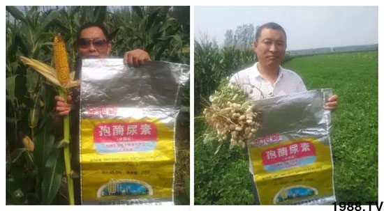 速看!小麥畝產(chǎn)1471斤,雙酶尿素全新升級,“高產(chǎn)王”當之無愧!