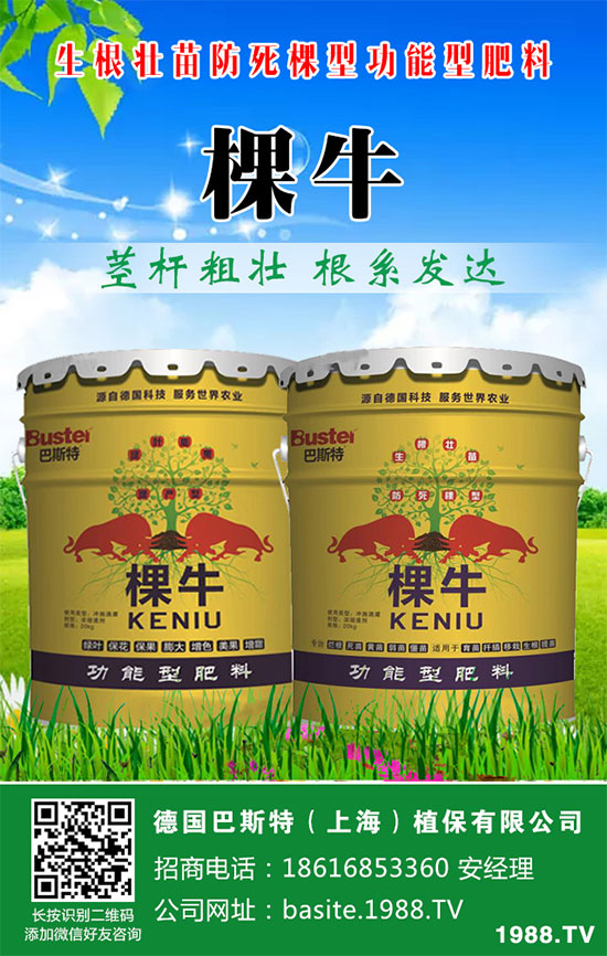 洋蔥如何施肥？洋蔥科學合理的施肥方法！