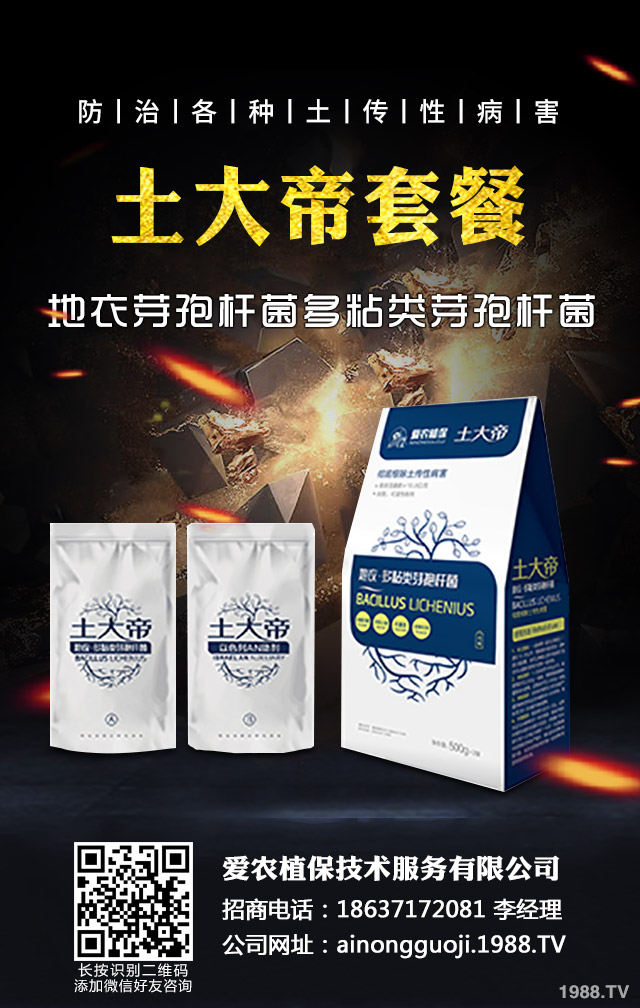 秋播小麥怎么提高質(zhì)量？秋播小麥提高質(zhì)量六要點(diǎn)