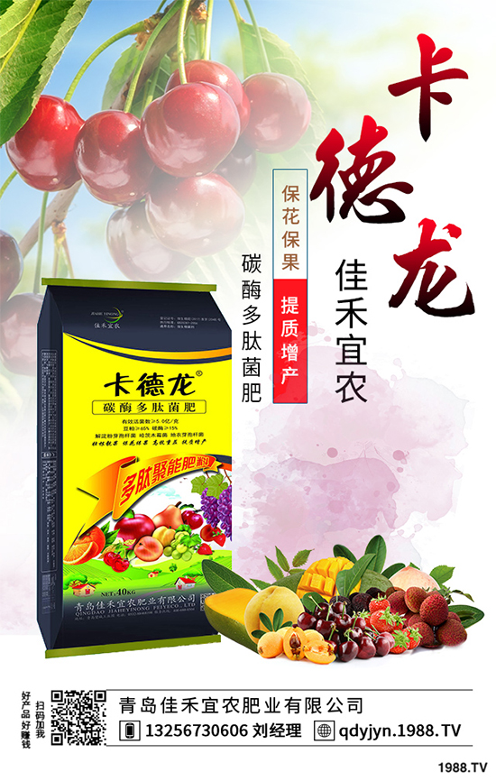 白菜不包心的原因？白菜結球包心期的管理要點