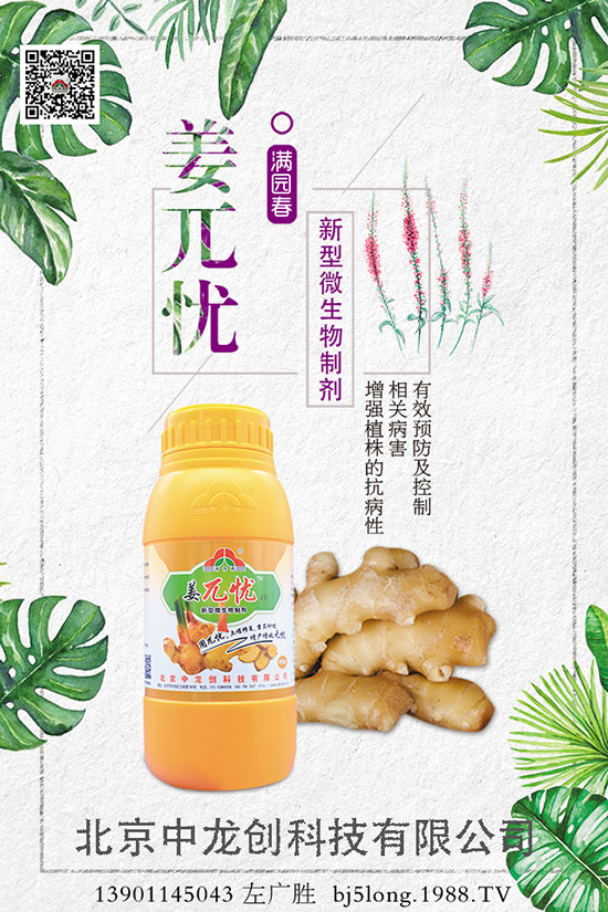 生姜施肥的方法有哪些，如何施肥才能高產(chǎn)？生姜施肥技巧！