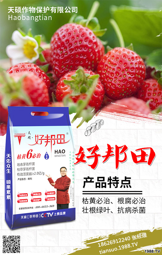 萵苣霜霉病危害這么大，你知道該如何防治嗎？萵苣霜霉病防治方法