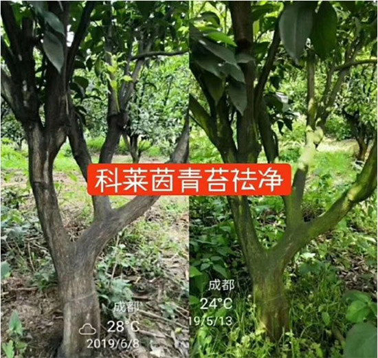 神奇除青苔劑！，不反彈！干凈，青苔無蹤！