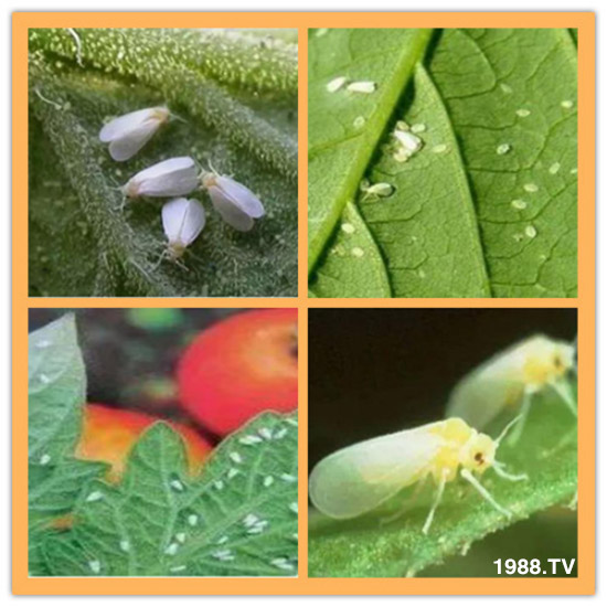 防治高抗性白粉虱——?dú)⑾x(chóng)殺卵一招制敵