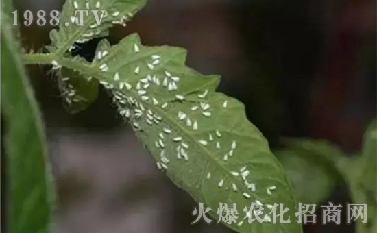 防治高抗性白粉虱——?dú)⑾x(chóng)殺卵一招制敵