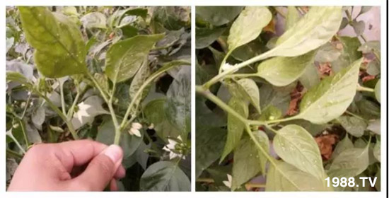 防治高抗性白粉虱——?dú)⑾x(chóng)殺卵一招制敵