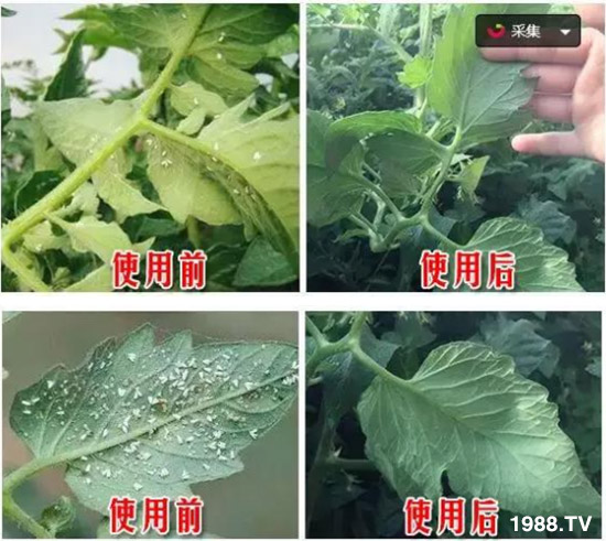 防治高抗性白粉虱——?dú)⑾x(chóng)殺卵一招制敵