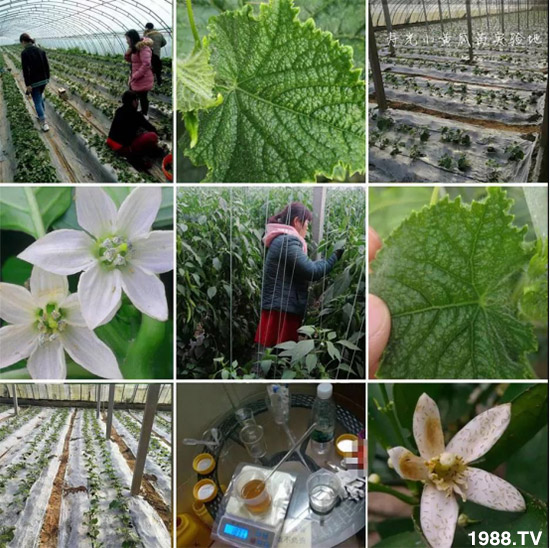 防治高抗性白粉虱——?dú)⑾x(chóng)殺卵一招制敵