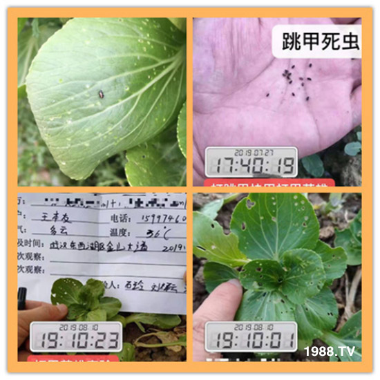 防治高抗性白粉虱——?dú)⑾x(chóng)殺卵一招制敵