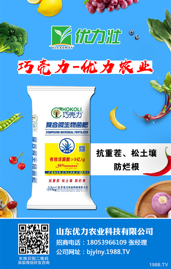 芹菜軟腐病來襲，到底該如何防治？芹菜軟腐病的危害與防治