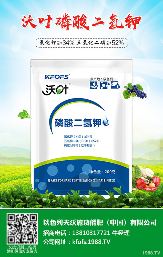 芹菜病毒病有哪些危害?該如何防治?芹菜病毒病的危害與防治