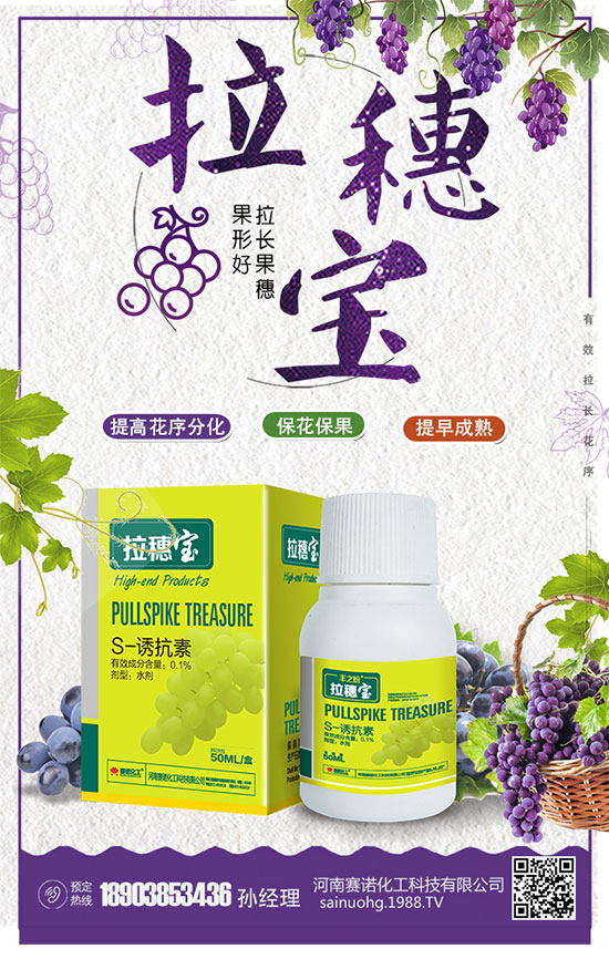 洋蔥什么時間種植？洋蔥的品種及高產(chǎn)種植方法！