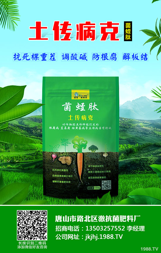 番茄立枯病危害癥狀，番茄立枯病怎么防治？