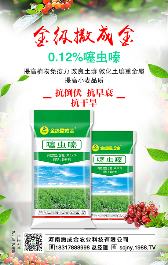 菠菜營(yíng)養(yǎng)豐富，想豐收，菠菜施肥很重要