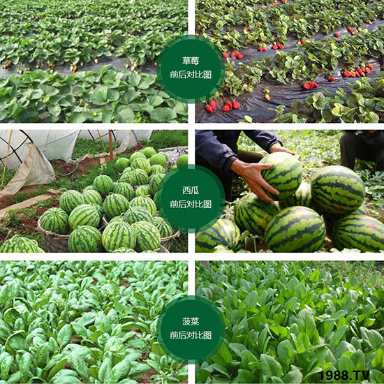 枯草芽孢桿菌-益昊生物