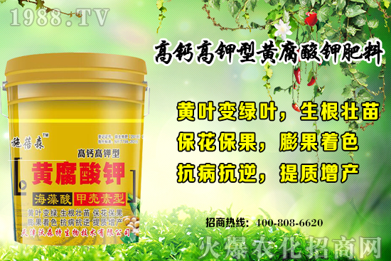 草莓生長(zhǎng)對(duì)環(huán)境要求有哪些？秋季草莓定植注意事項(xiàng)和管理方式！