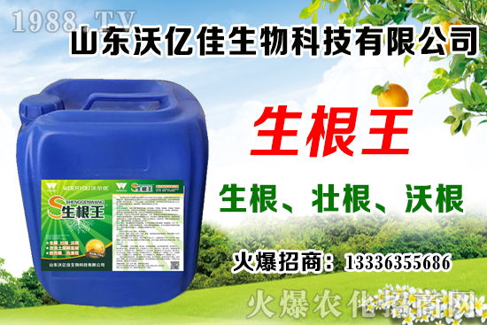 影響草莓花芽分化因素有哪些？草莓花芽分化期與定植管理要點！