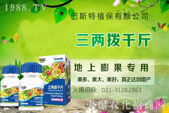 影響牛膝根系的生長因素有哪些？牛膝生根壯苗用什么葉面肥？