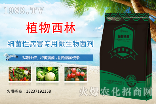 辣椒炭疽病癥狀是什么？辣椒炭疽病發(fā)生原因及防治