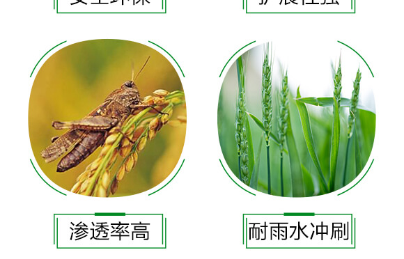 農(nóng)用有機(jī)硅助劑-速展(瓶裝)-愛農(nóng)斯達(dá)_06