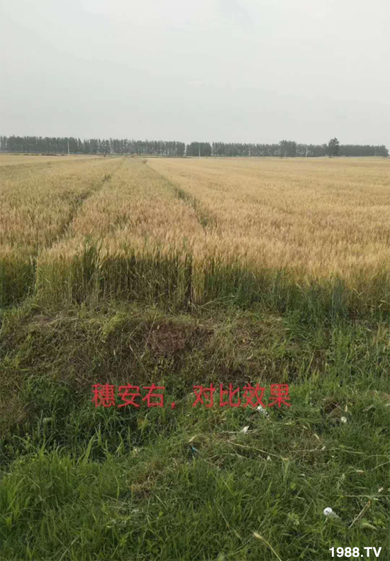 小麥赤霉病危害特點(diǎn)，防治小麥赤霉病用什么藥？