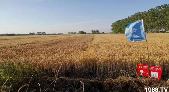 小麥赤霉病危害特點(diǎn)，防治小麥赤霉病用什么藥？