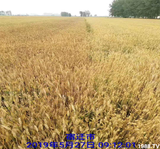 小麥赤霉病危害特點(diǎn)，防治小麥赤霉病用什么藥？