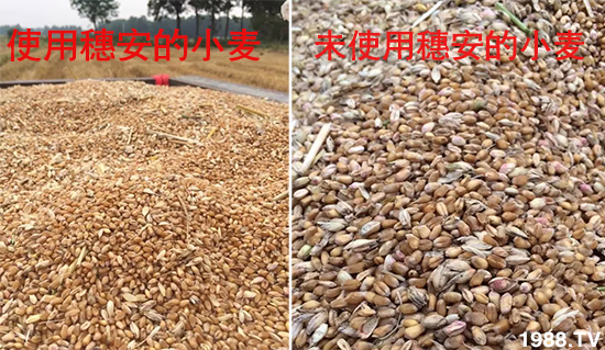 小麥赤霉病危害特點(diǎn)，防治小麥赤霉病用什么藥？