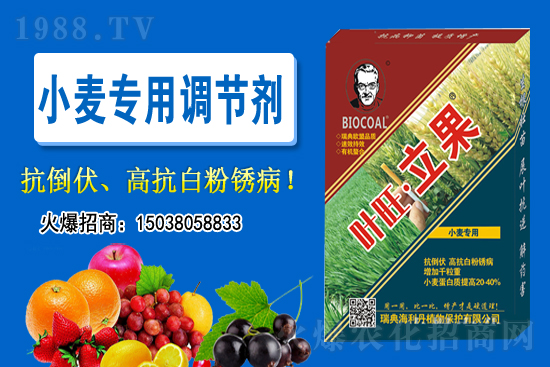 小麥價格會不會上漲？2020-11-26小麥價格行情