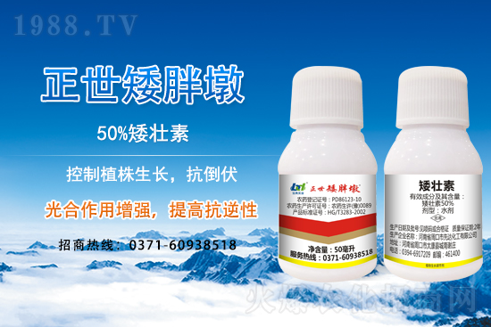 小麥冬前旺長(zhǎng)有什么危害？采取什么措施能有效防徒長(zhǎng)？