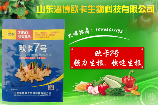 大姜爛脖子病是什么病?大姜爛脖子病用什么藥好防治