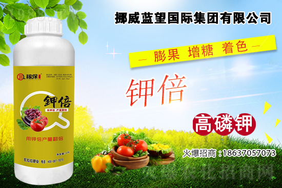 西紅柿著色差，快看是不是這些原因！西紅柿著色措施