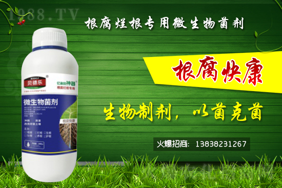 微生物菌劑可以治根腐病嗎？怎么選擇？