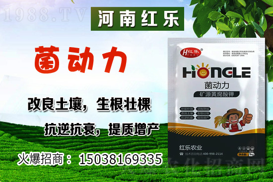 12月份能種什么蔬菜？冬季蔬菜種植有哪些技巧？