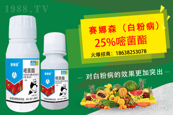 草莓白粉病來襲，損葉毀果，草莓白粉病要如何防控？