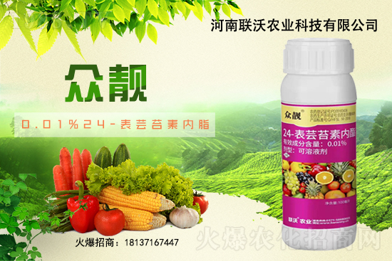 草莓膨果期著色期，如何快速膨果、均勻上色？