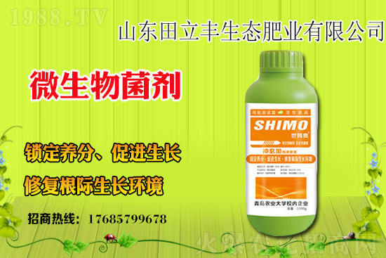 板藍(lán)根該如何種植？板藍(lán)根種植前景和效益怎么樣？