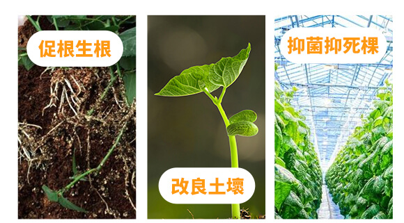 膨元帥-喜農緣-歐曼森_03