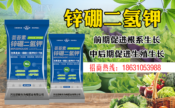 盆栽平安樹該怎樣澆水？澆什么水好？