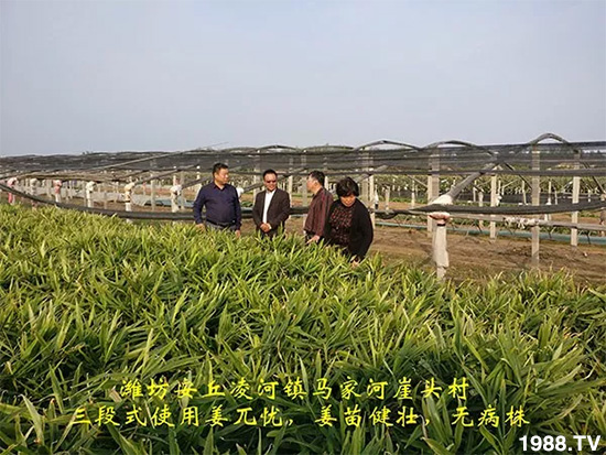 發(fā)明專利產(chǎn)品——姜兀憂,三段式防控爛脖子?。∮脩艏娂姺答佇Ч?,火了!