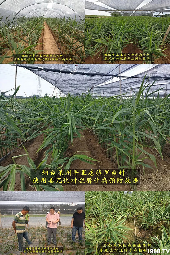 發(fā)明專利產(chǎn)品——姜兀憂,三段式防控爛脖子?。∮脩艏娂姺答佇Ч鹆?!