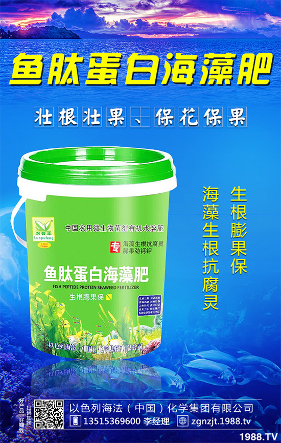 韭菜育苗需要移栽嗎？春季韭菜育苗移栽的注意事項